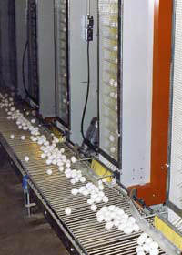 Egg Lifter & Conveyor