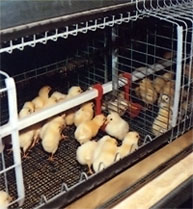 Rearing Cage Drinking System